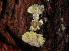 Antrodiella citrinella