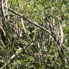 Tecoma stans velutina