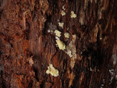 Antrodiella citrinella
