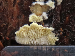 Antrodiella citrinella
