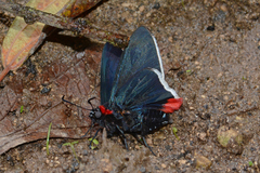 Aspitha agenoria