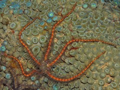 Ophiotrichidae