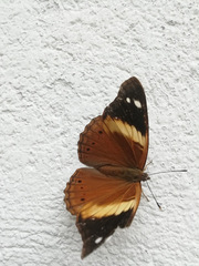 Asterocampa idyja argus