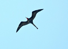 Fregata magnificens