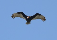 Cathartes burrovianus