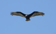 Cathartes burrovianus