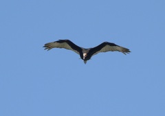 Cathartes burrovianus