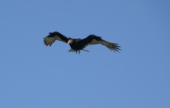 Cathartes burrovianus