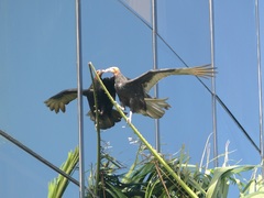 Cathartes burrovianus