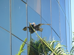 Cathartes burrovianus