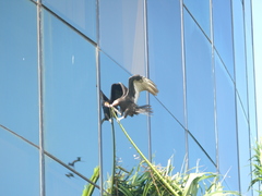 Cathartes burrovianus