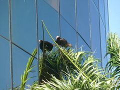 Cathartes burrovianus