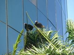 Cathartes burrovianus