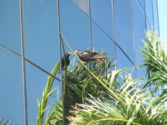 Cathartes burrovianus