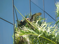 Cathartes burrovianus