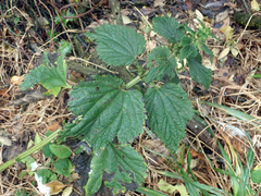 Urtica australis