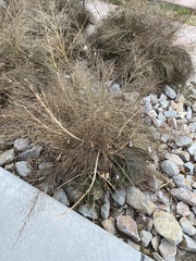 Muhlenbergia dumosa