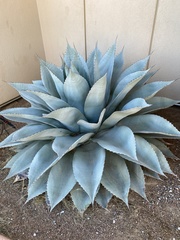 Agave ovatifolia