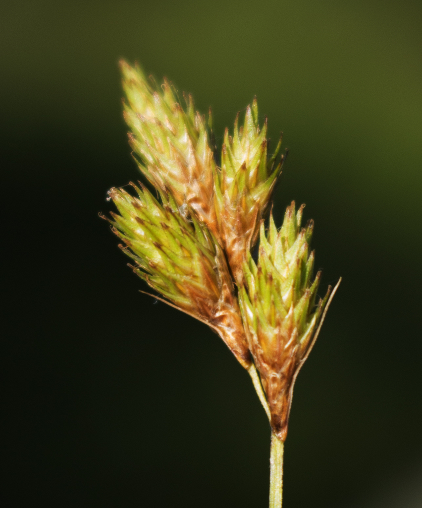 Carex sect. Cyperoideae