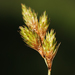 Carex Sect. Cyperoideae - Photo (c) aarongunnar, some rights reserved (CC BY)