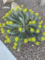 Myrsiniteae