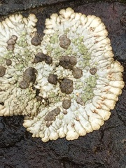 Placopsis lambii