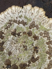 Placopsis lambii
