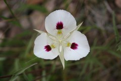 Calochortus eurycarpus