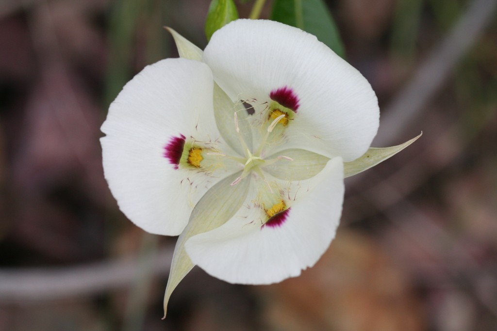 Calochortus eurycarpus