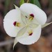White Mariposa Lily - Photo (c) Evan M. Raskin, some rights reserved (CC BY), uploaded by Evan M. Raskin