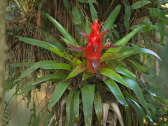 Tillandsia imperialis