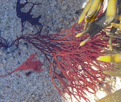 Furcellaria lumbricalis