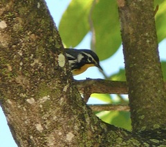 Setophaga dominica