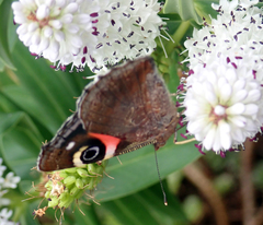 Vanessa gonerilla ida
