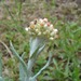 Jersey Cudweed - Photo (c) anonymous, some rights reserved (CC BY-SA)