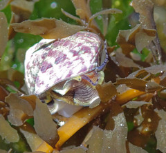 Steromphala umbilicalis