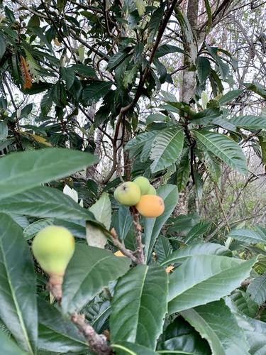 Rhaphiolepis indica image