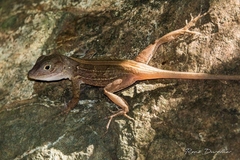 Anolis cybotes