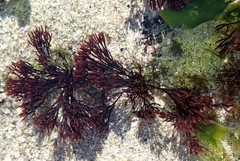 Furcellaria lumbricalis