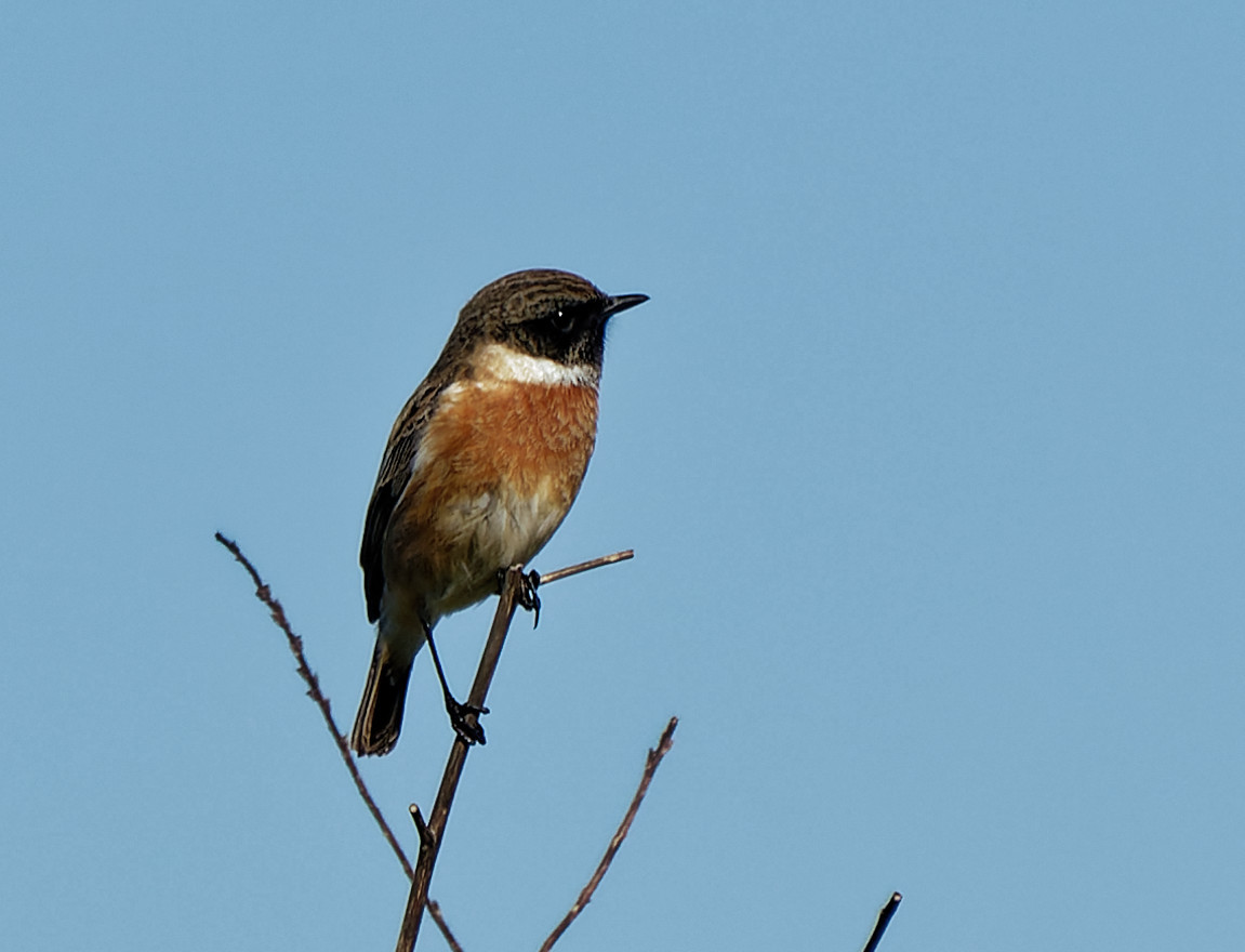 European Stonechat (Saxicola rubicola)