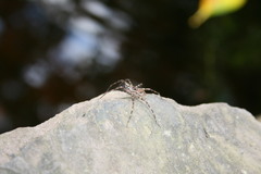 Dolomedes tenebrosus