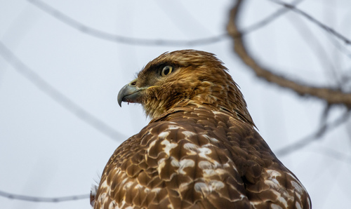 Red-tailed Hawk photographed in Massachusetts