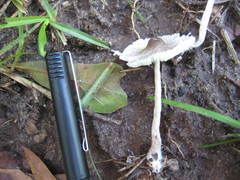 Leucoagaricus meleagris