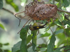 Spinus xanthogastrus