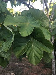 Jatropha peltata