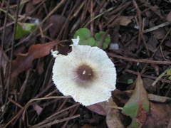 Leucoagaricus meleagris