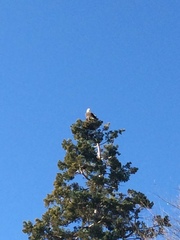 Haliaeetus leucocephalus