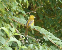 Icterus spurius