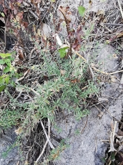 Ageratella microphylla