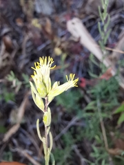 Ageratella microphylla